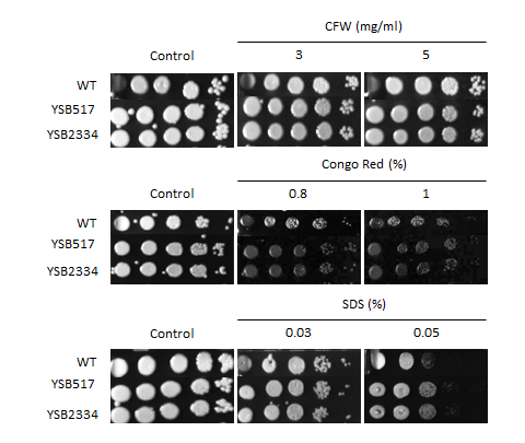 Cell wall stress phenotype for CNAG_04841T1