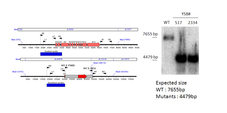 Gene disruption strategy for CNAG_04841T1