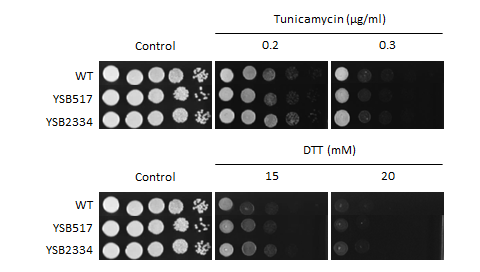 ER stress phenotype for CNAG_04841T1