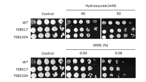 Genotoxic stress phenotype for CNAG_04841T1