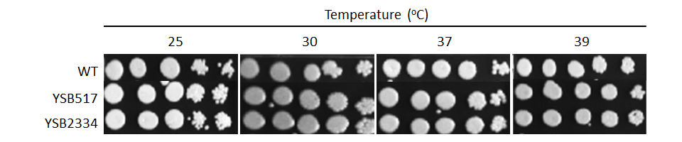 Growth phenotype for CNAG_04841T1