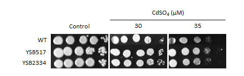 Heavy metal stress phenotype for CNAG_04841T1