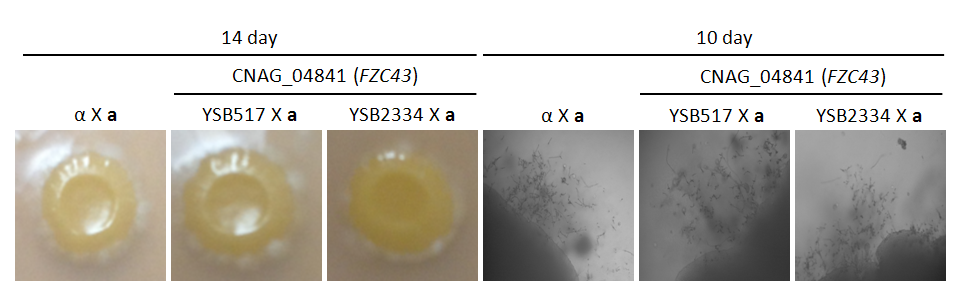 Mating phenotype for CNAG_04841T1