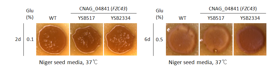 Melanin phenotype for CNAG_04841T1