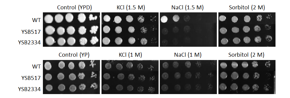 Osmotic stress phenotype for CNAG_04841T1