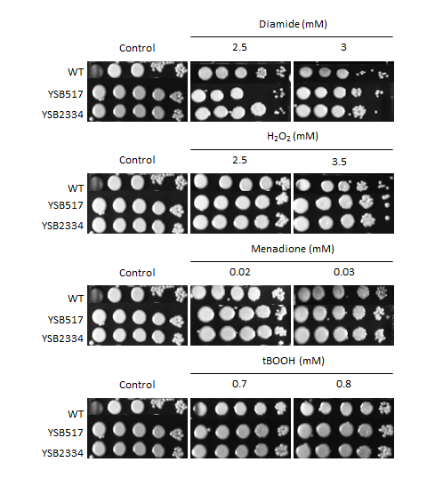 Oxidative stress phenotype for CNAG_04841T1