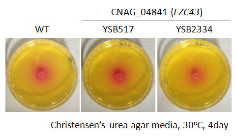 Urease phenotype for CNAG_04841T1