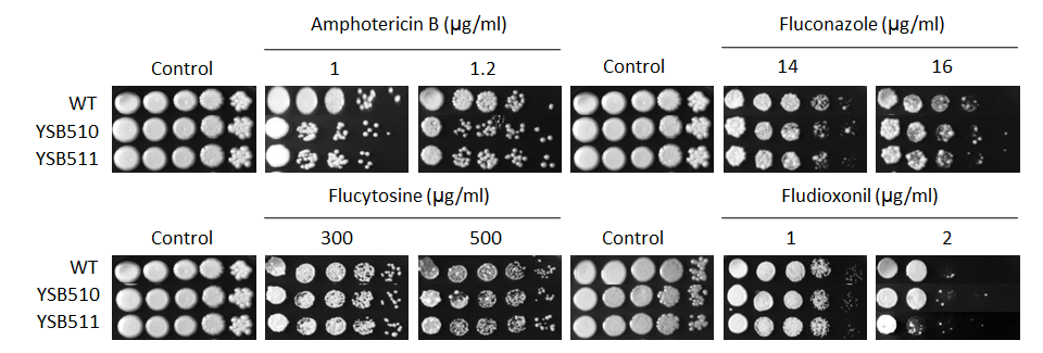 Antifungal drug susceptibility for CNAG_04878T0