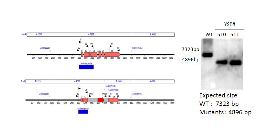 Gene disruption strategy for CNAG_04878T0
