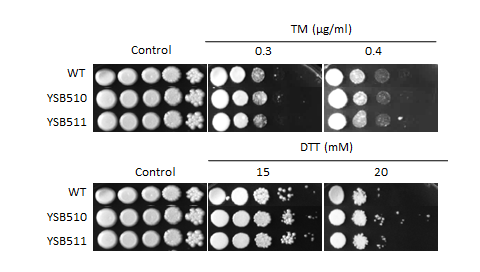 ER stress phenotype for CNAG_04878T0