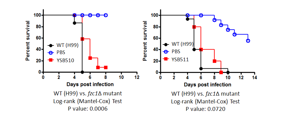 Galleria mellonella virulence data for CNAG_04878T0