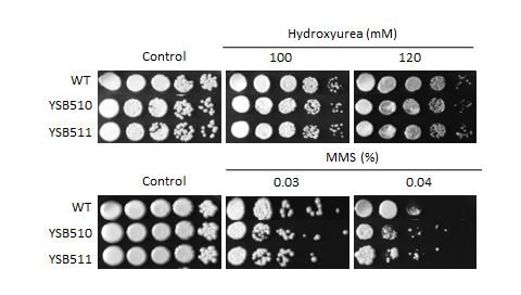 Genotoxic stress phenotype for CNAG_04878T0