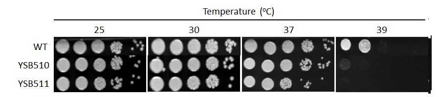 Growth phenotype for CNAG_04878T0