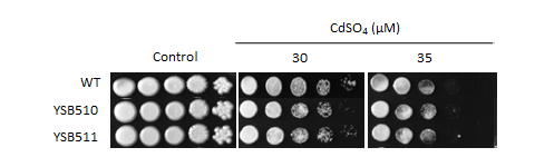 Heavy metal stress phenotype for CNAG_04878T0