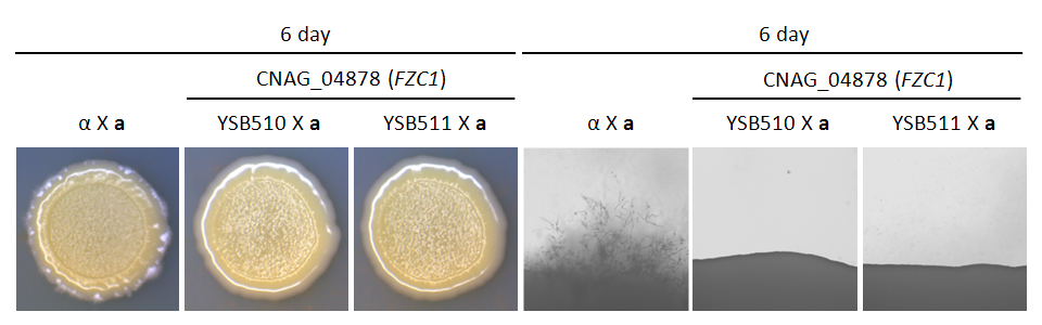 Mating phenotype for CNAG_04878T0