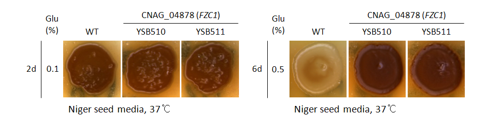Melanin phenotype for CNAG_04878T0