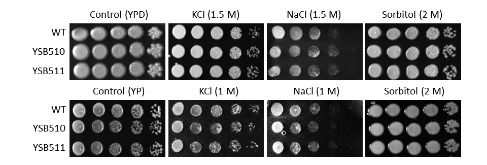 Osmotic stress phenotype for CNAG_04878T0