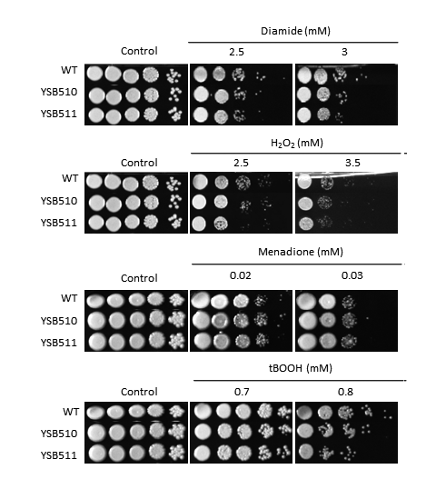 Oxidative stress phenotype for CNAG_04878T0
