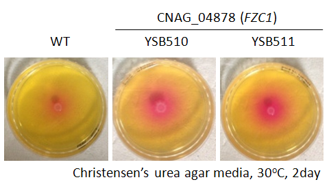 Urease phenotype for CNAG_04878T0