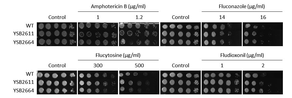 Antifungal drug susceptibility for CNAG_04895T0