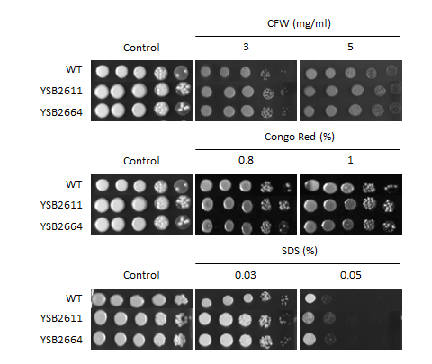 Cell wall stress phenotype for CNAG_04895T0