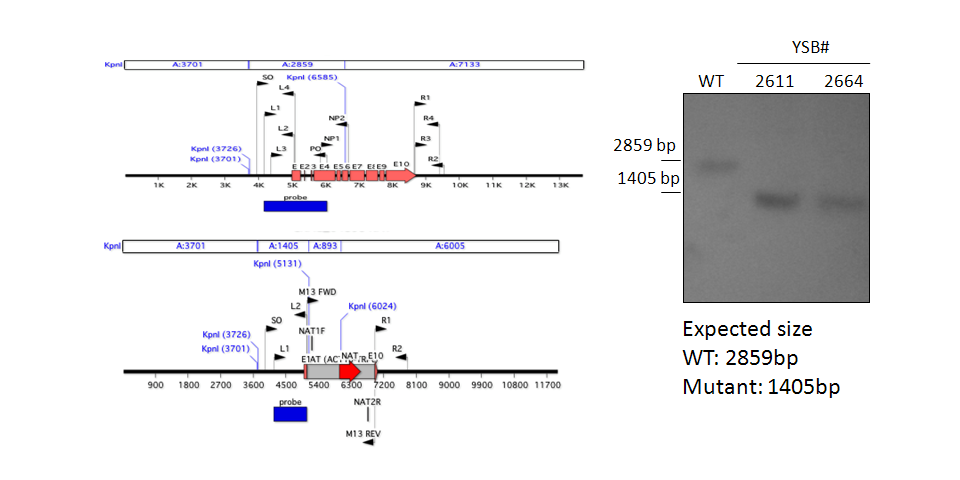 Gene disruption strategy for CNAG_04895T0