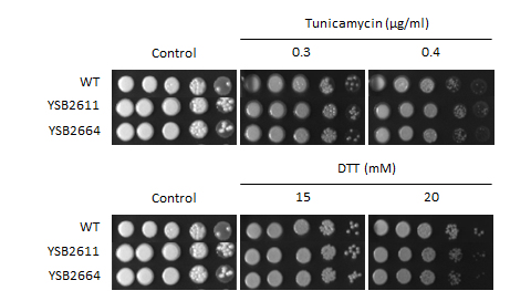 ER stress phenotype for CNAG_04895T0