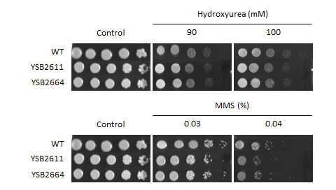 Genotoxic stress phenotype for CNAG_04895T0