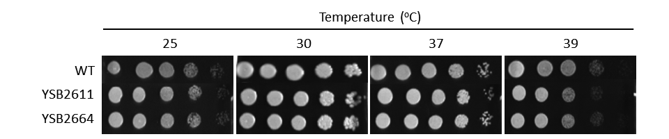 Growth phenotype for CNAG_04895T0