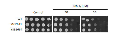 Heavy metal stress phenotype for CNAG_04895T0