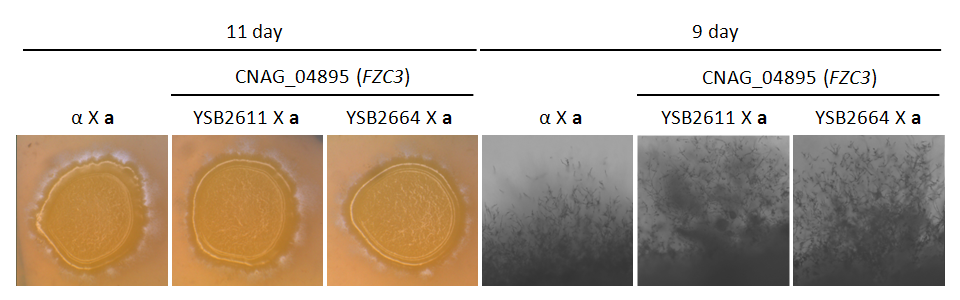 Mating phenotype for CNAG_04895T0