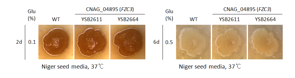 Melanin phenotype for CNAG_04895T0