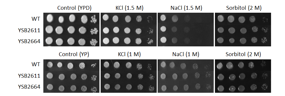 Osmotic stress phenotype for CNAG_04895T0