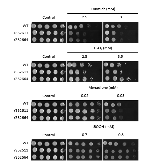 Oxidative stress phenotype for CNAG_04895T0