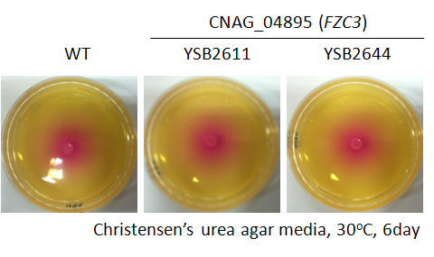 Urease phenotype for CNAG_04895T0