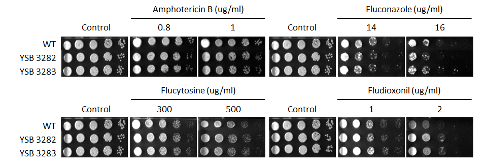 Antifungal drug susceptibility for CNAG_04908T1