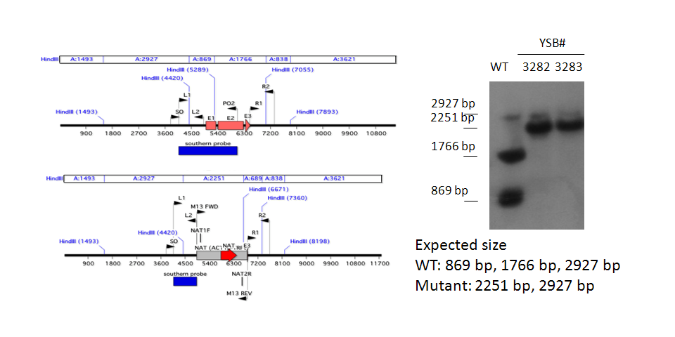Gene disruption strategy for CNAG_04908T1