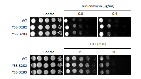 ER stress phenotype for CNAG_04908T1