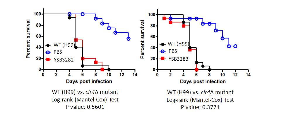 Galleria mellonella virulence data for CNAG_04908T1