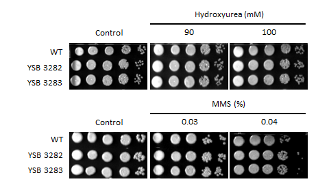 Genotoxic stress phenotype for CNAG_04908T1