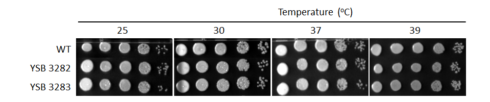 Growth phenotype for CNAG_04908T1