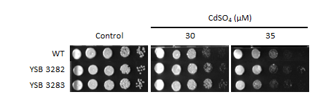 Heavy metal stress phenotype for CNAG_04908T1