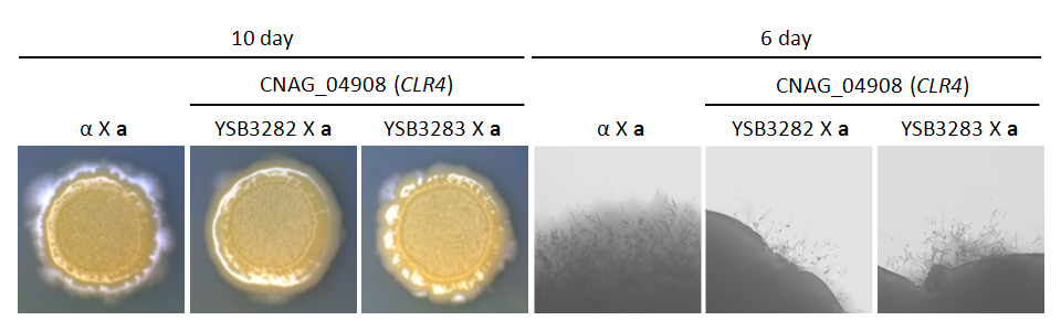 Mating phenotype for CNAG_04908T1