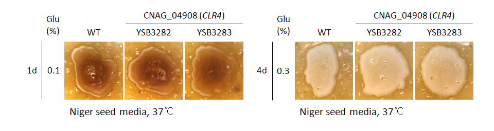 Melanin phenotype for CNAG_04908T1