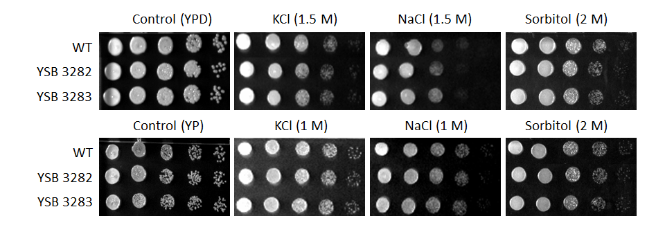 Osmotic stress phenotype for CNAG_04908T1