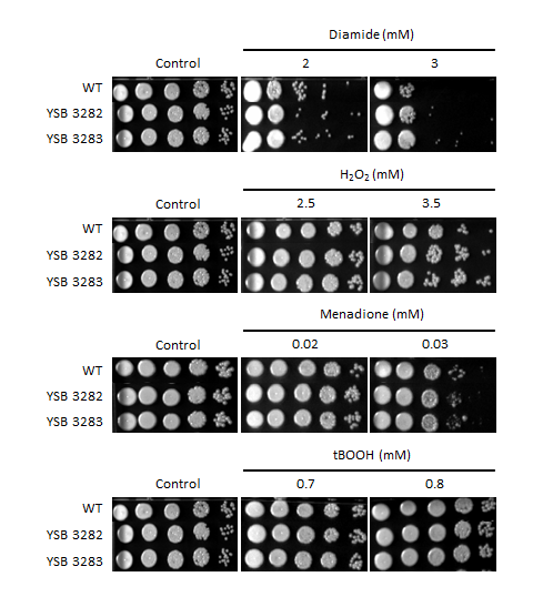 Oxidative stress phenotype for CNAG_04908T1
