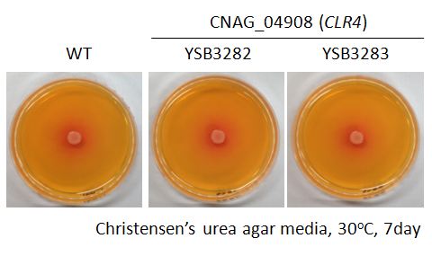 Urease phenotype for CNAG_04908T1