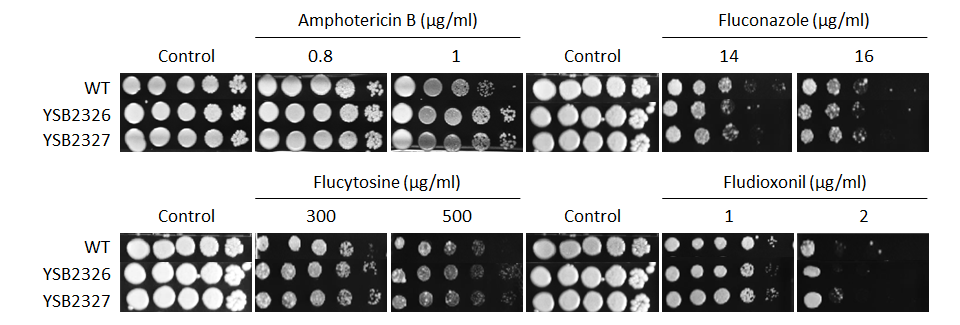 Antifungal drug susceptibility for CNAG_04916T0