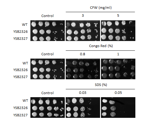 Cell wall stress phenotype for CNAG_04916T0