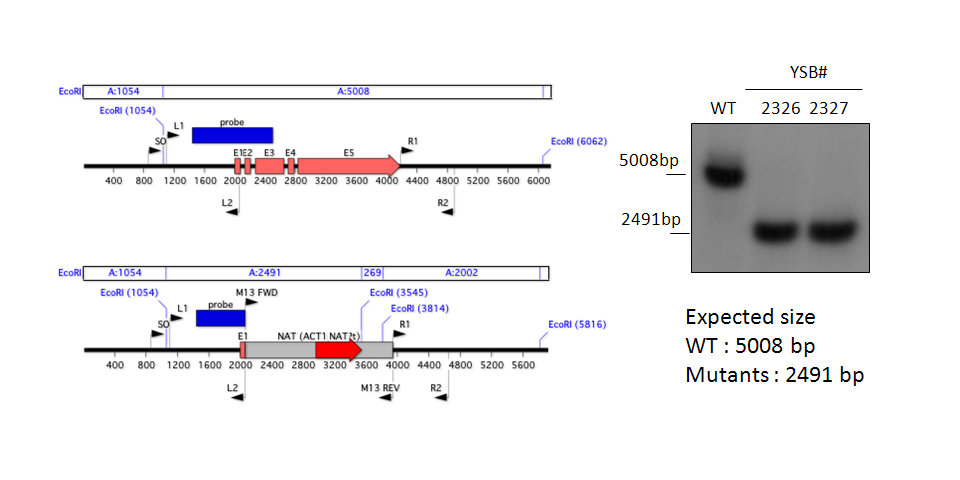 Gene disruption strategy for CNAG_04916T0